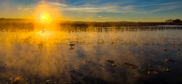 Bernardo Wildlife Area, New Mexico